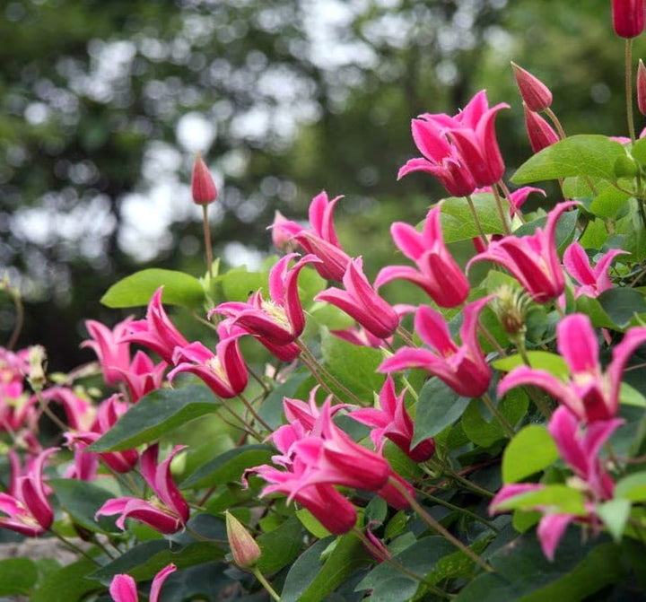 Clematite - Clematis 'Princess Diana' (Royal Collection)