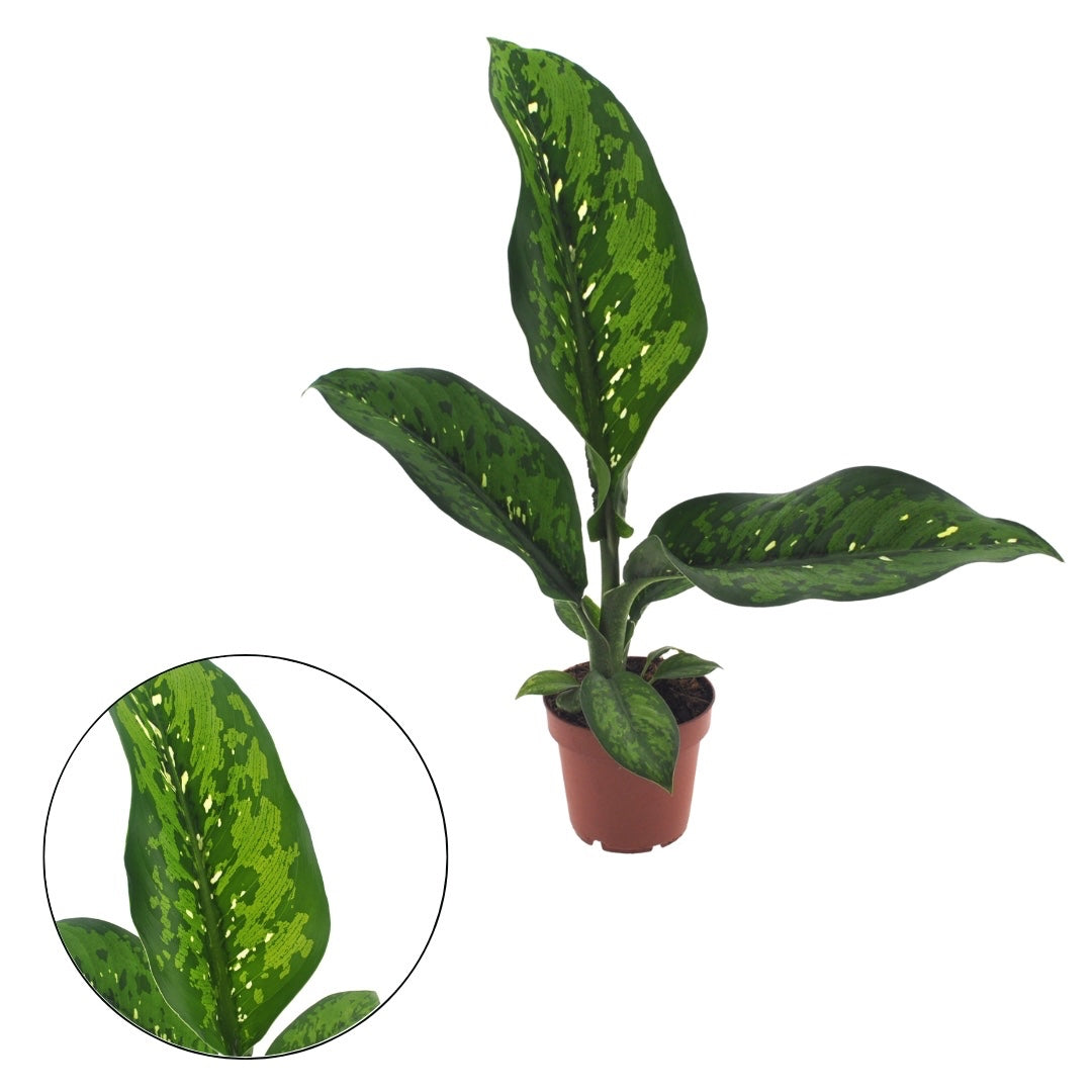 dieffenbachia crocodile rare Dieffenbachia 'Crocodile' – Secret Garden Plant Shop