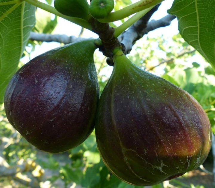 Ficus carica ‘Domenico Tauro’