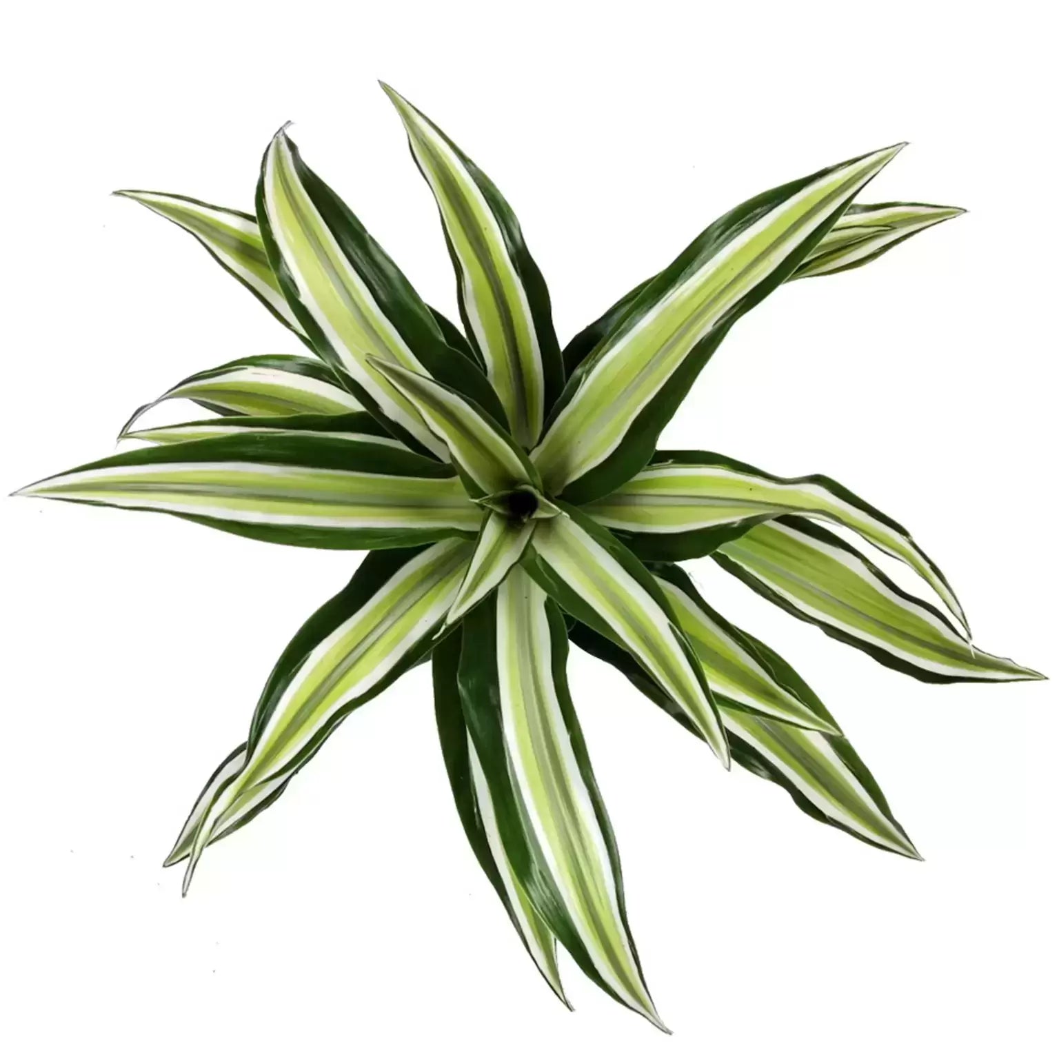 Dracaena fragrans 'Malaika'