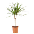 Dracaena Marginata - 1 szál D17