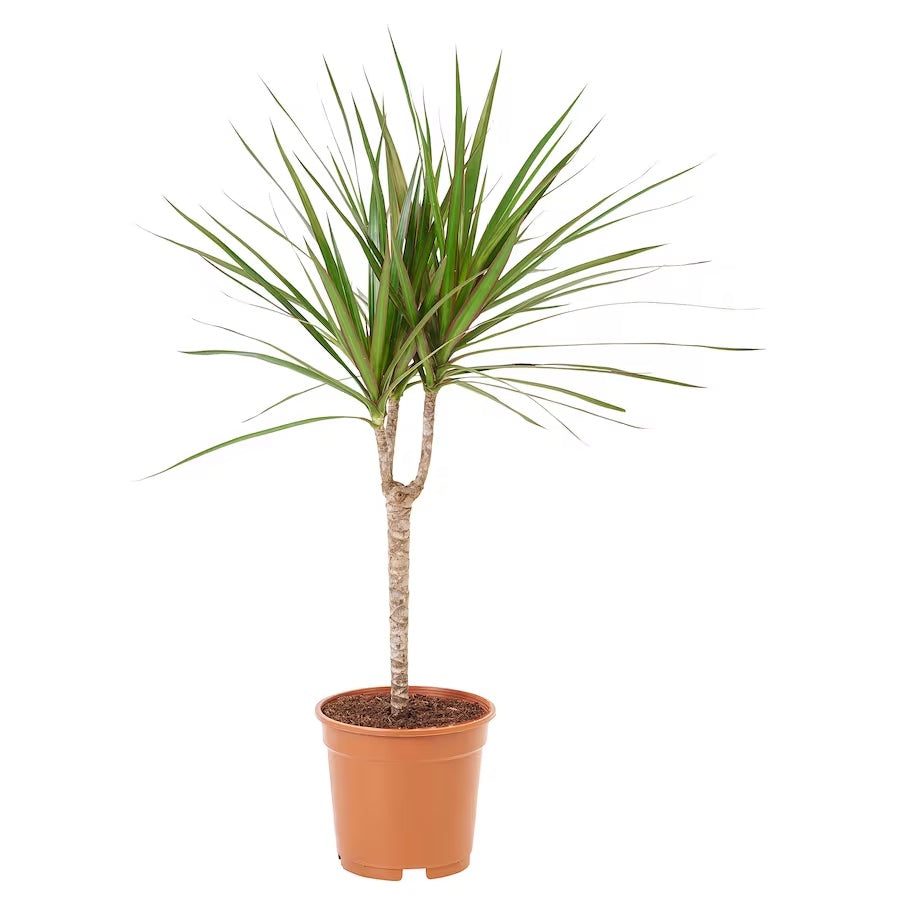 Dracaena Marginata - 1 tulpina D17