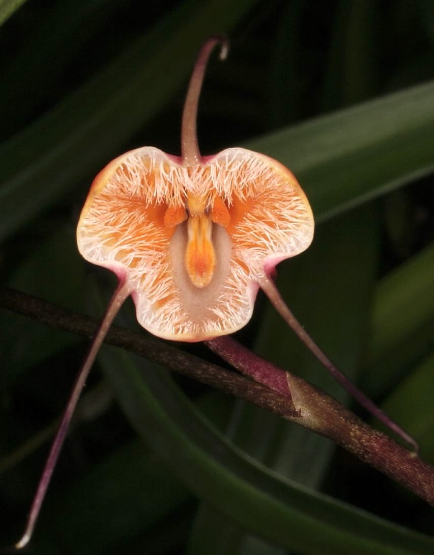 Dracula sodiroi - Orchidea Dracula, Orchidea scimmia