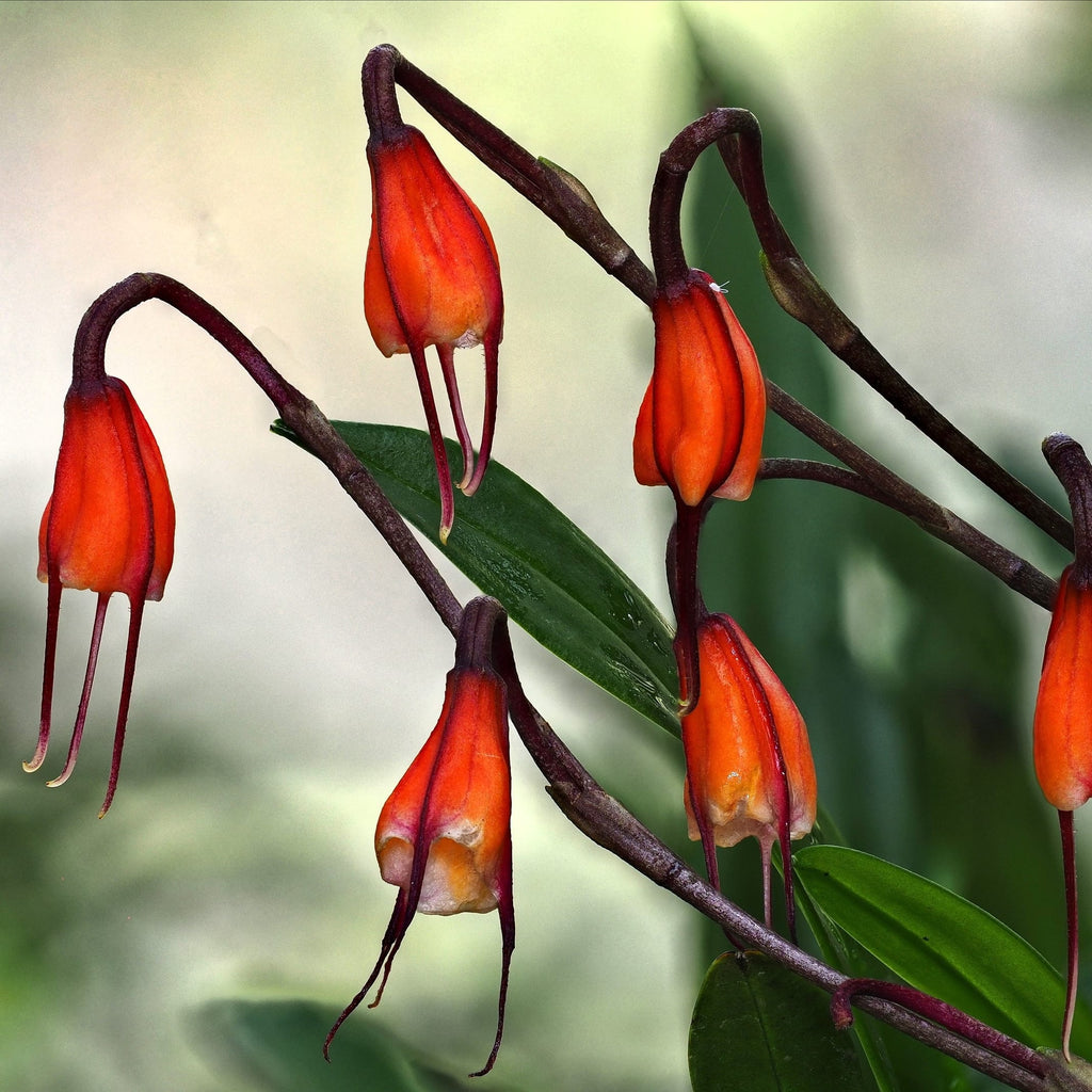 Dracula sodiroi - Dracula orchid, Monkey orchid