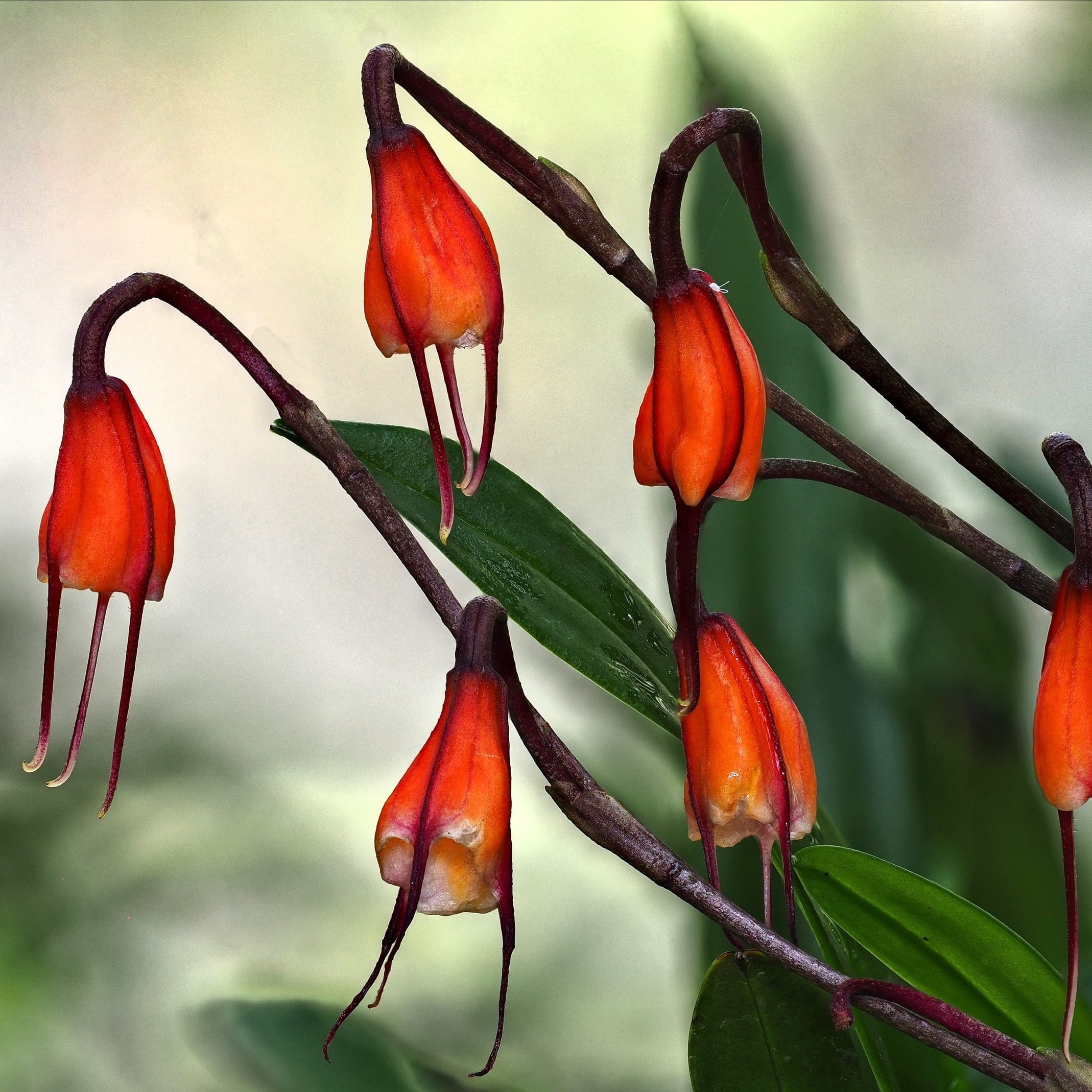 Dracula sodiroi - Orchidea Dracula, Orchidea scimmia