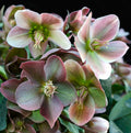 Helleborus 'Angel Glow' (Spanz)