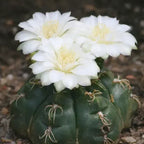 Gymnocalycium denudatum