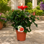 Hibiscus Fiore Grande ‘Marseille’ – große Exemplare