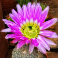 Echinocereus pectinatus (Rainbow Cactus) - cactus arici cu flori spectaculoase