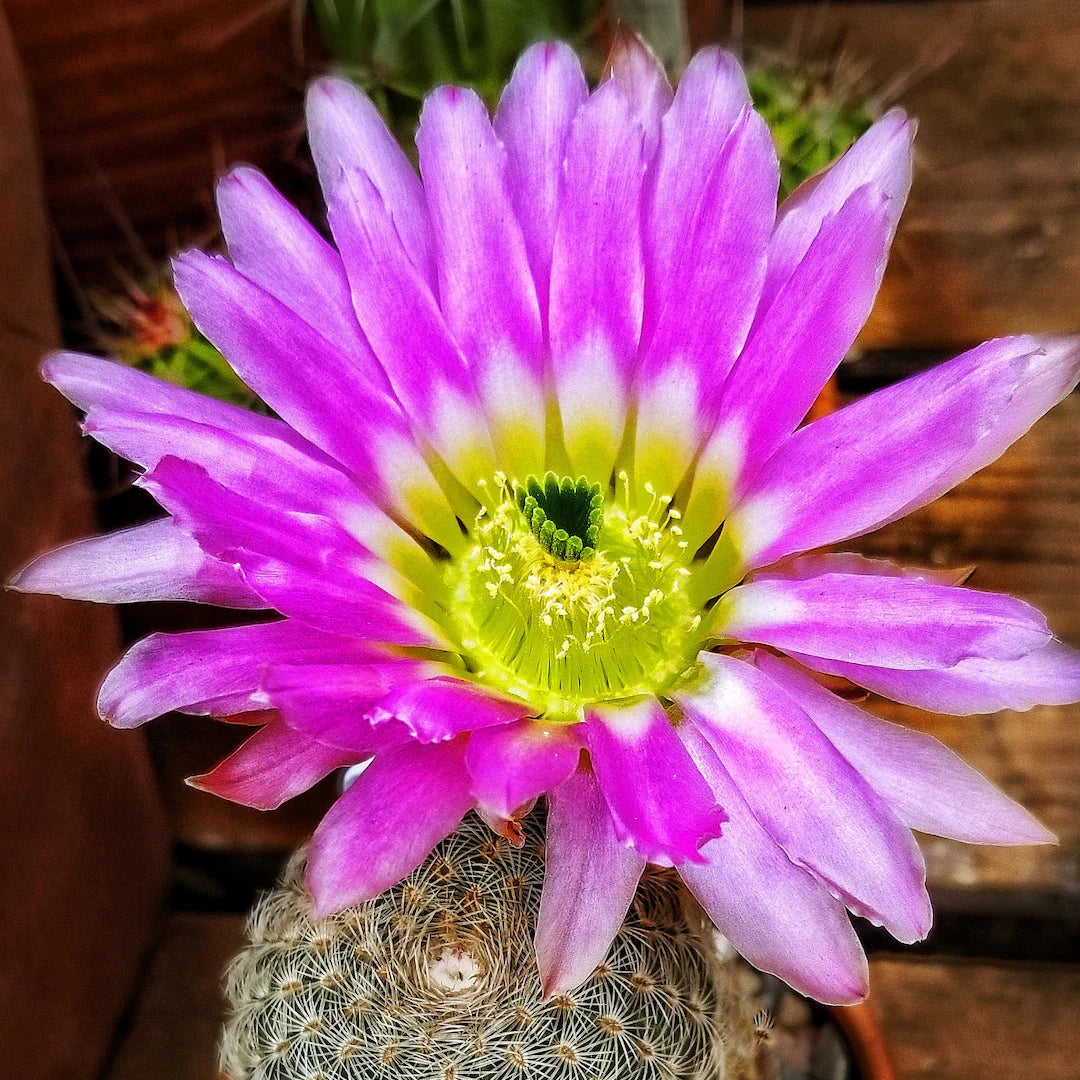 Echinocereus pectinatus (Rainbow Cactus) - cactus arici cu flori spectaculoase
