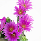 Echinocereus viereckii subs. morricalii