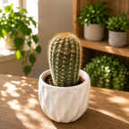 Echinocereus reichenbachii mix – hardy cactus with spectacular blooms