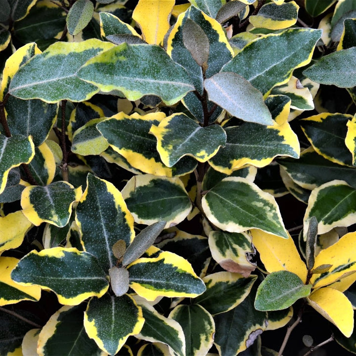 Elaeagnus ebbingei 'Viveleg' (Russian Olive, Silverberry, Variegated Oleaster)