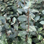 Elaeagnus ebbingei (Russian Olive, Silverberry) - fructe comestibile