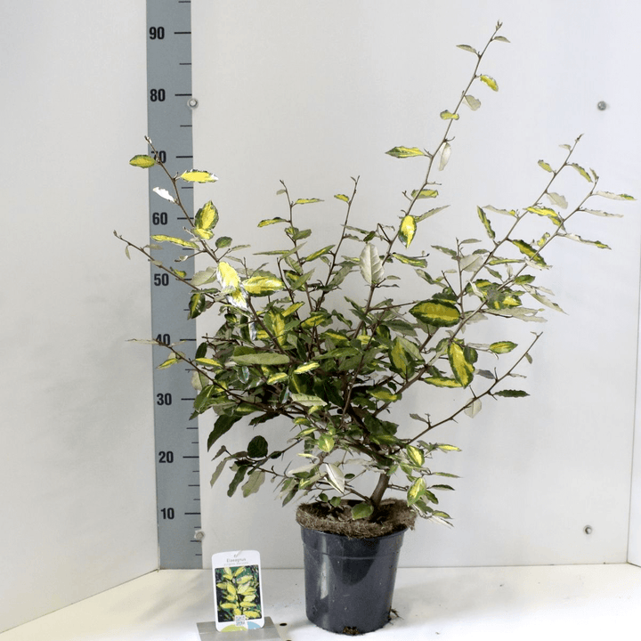 Elaeagnus pungens 'Maculata'