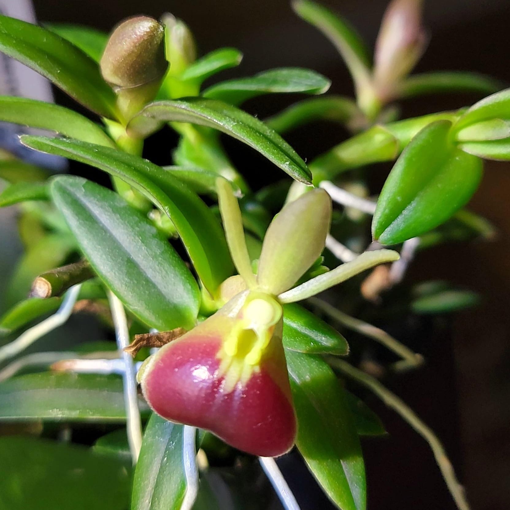 Epidendrum porpax - miniatura