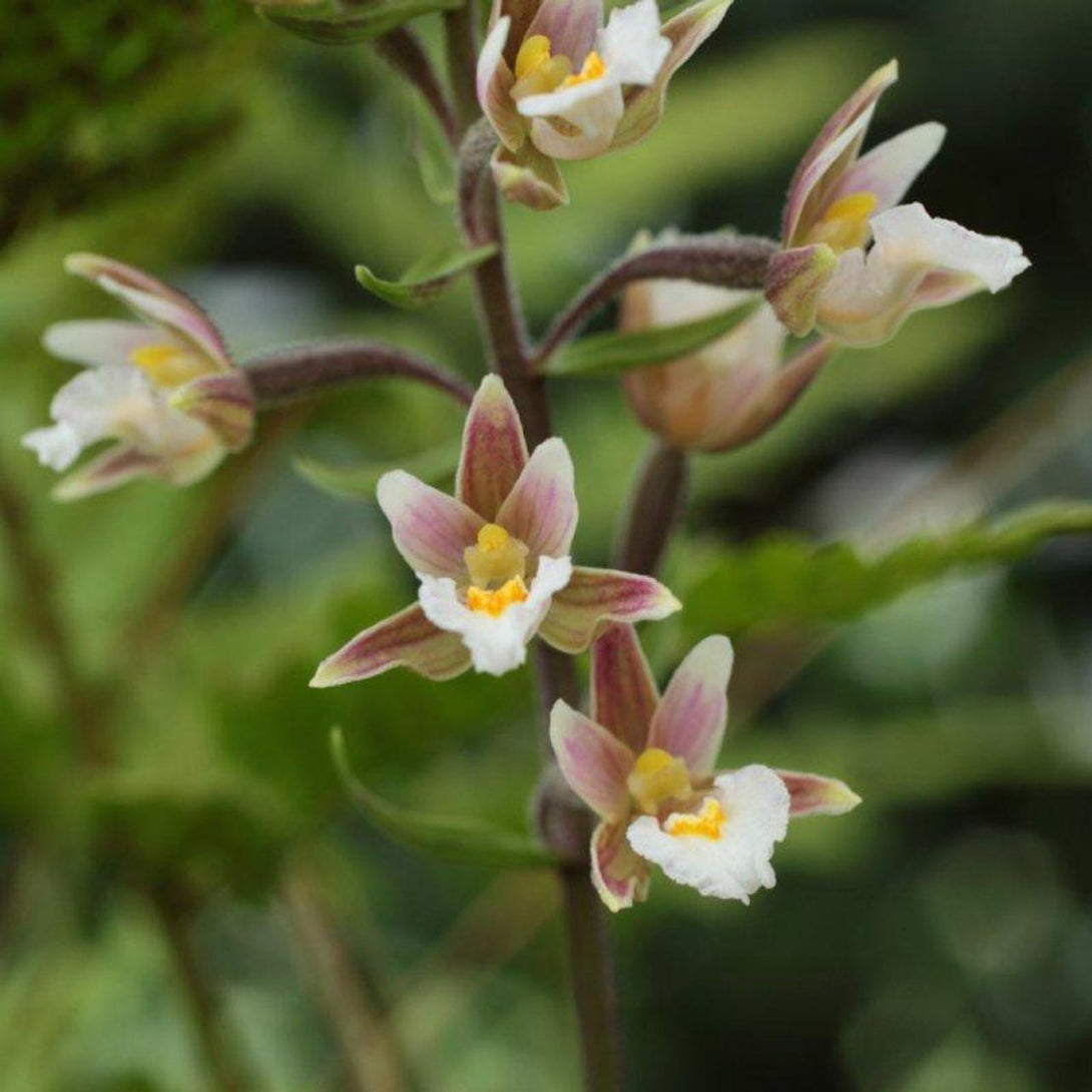 Epipactis palustris (Marsh Helleborine)