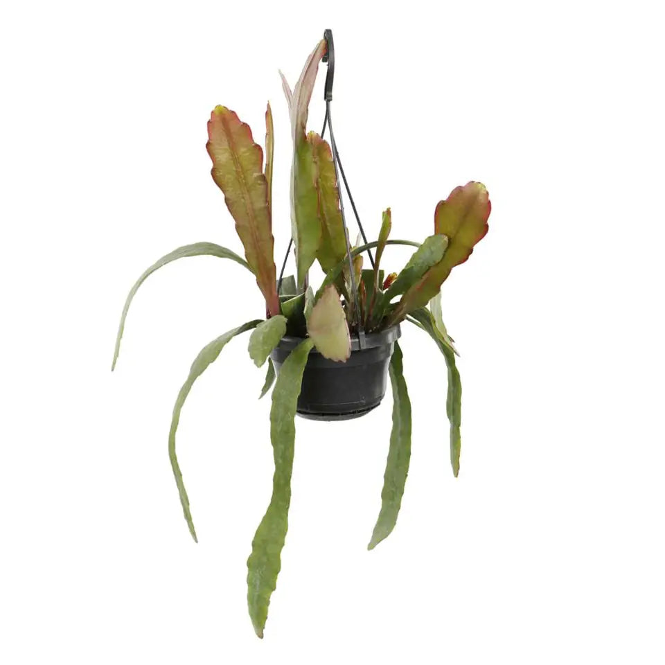 Epiphyllum ‘Van Volker’ - cactus orhidee cu flori spectaculoase, pentru ghivece suspendate