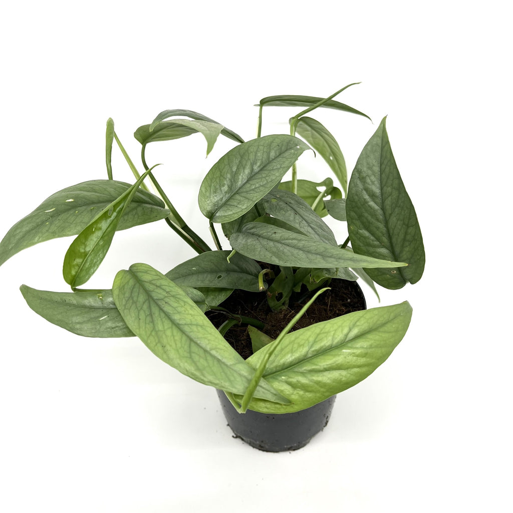 Epipremnum pinnatum ‘Cebu Blue' - plante exotique aux feuilles satinées et croissance spectaculaire