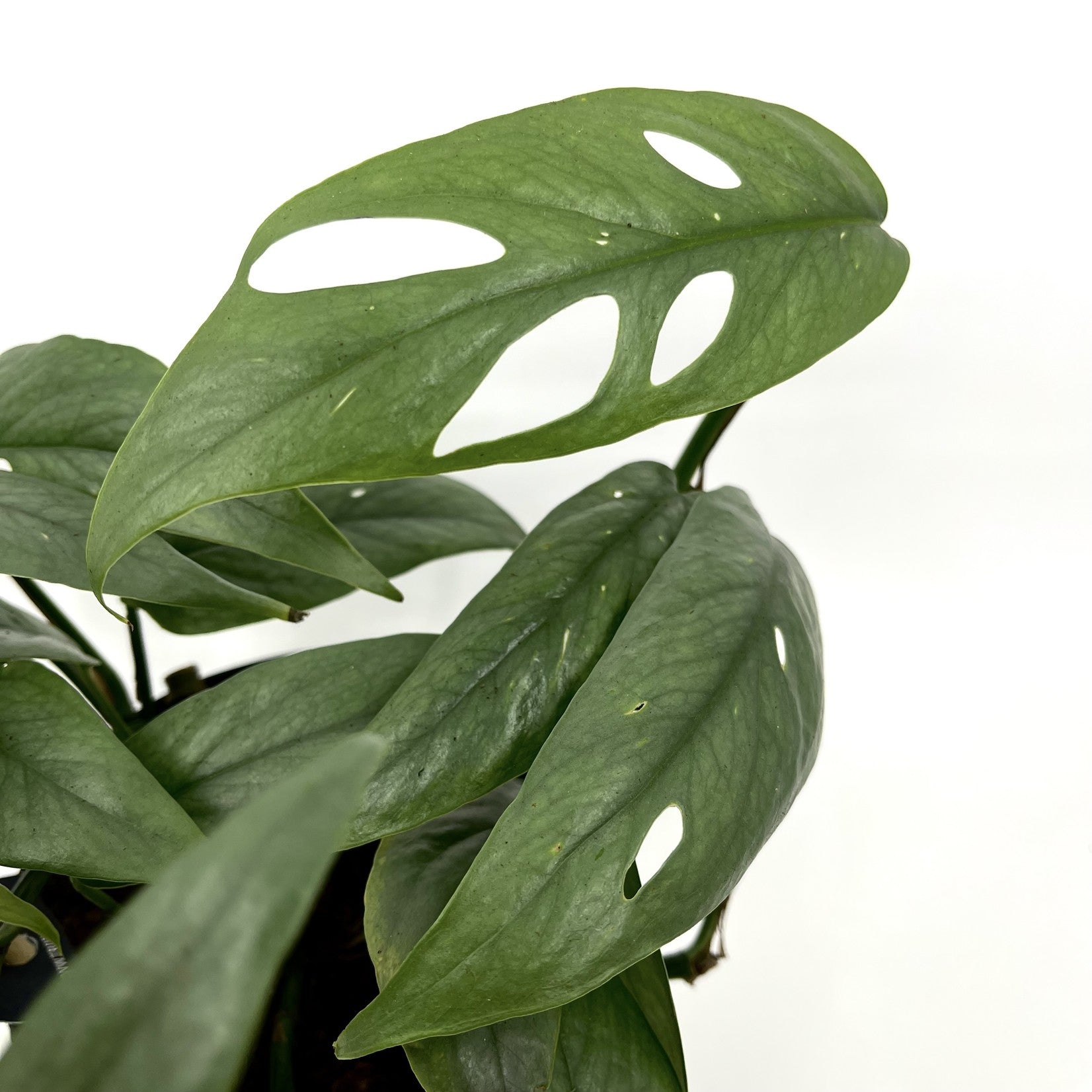 Epipremnum pinnatum ‘Cebu Blue' - planta exotica cu frunze satinate si crestere spectaculoasa