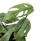 Epipremnum pinnatum ‘Cebu Blue' (striebristo-modré listy) D8 2ks