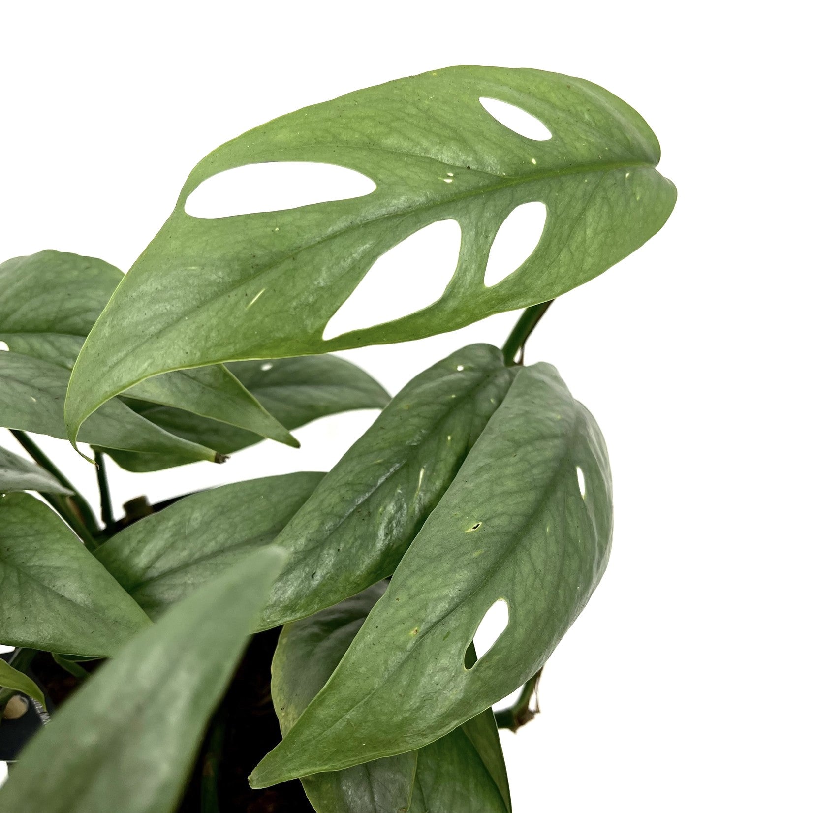 Epipremnum pinnatum ‘Cebu Blue' (silver-blue leaves) D8 2pp