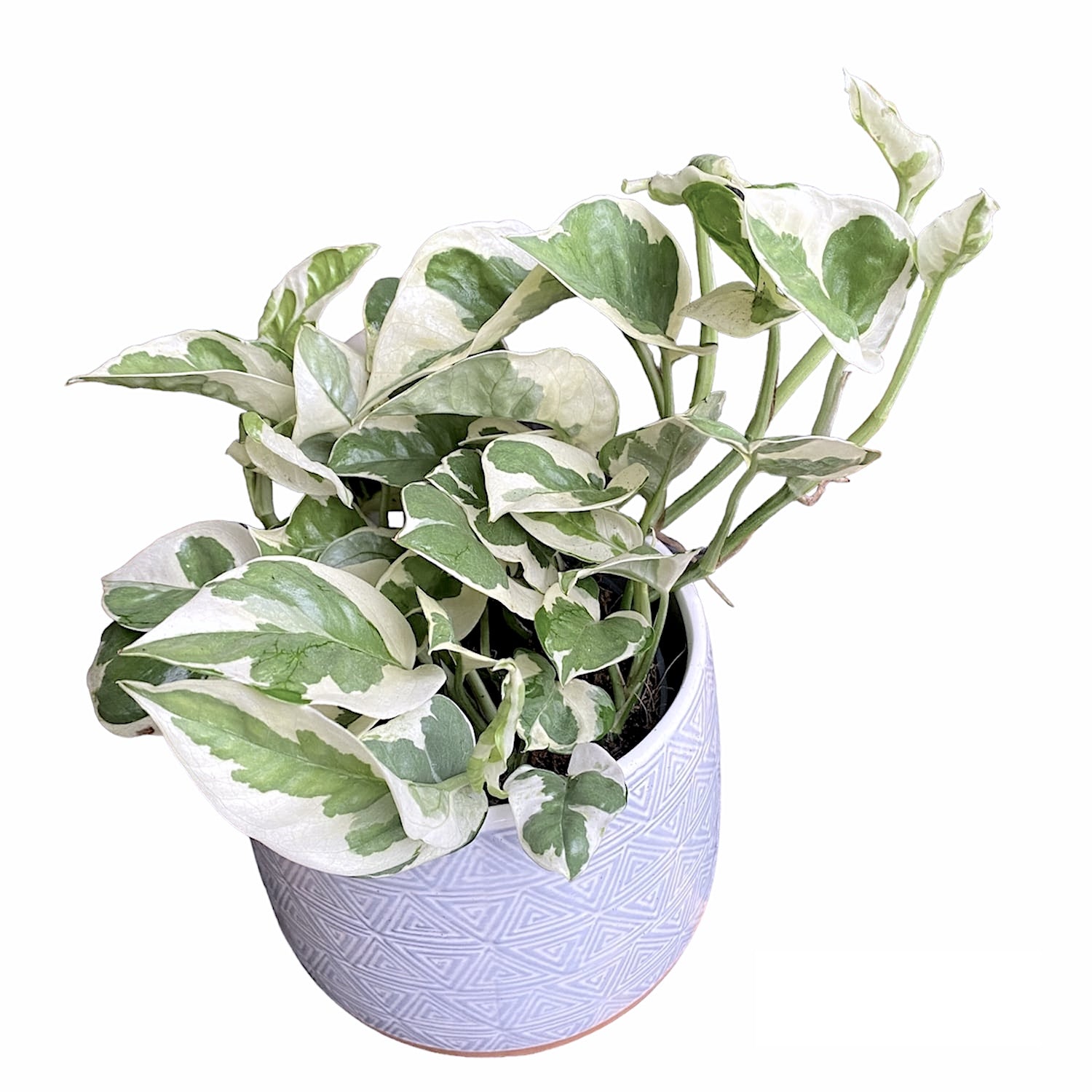 Gefleckte Efeutute Scindapsus Epipremnum N'Joy  Zimmerpflanze 15cm Hhe  35cm, Pflegeleicht