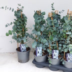 Eucalipt - Eucalyptus cinerea (Silver Dollar)