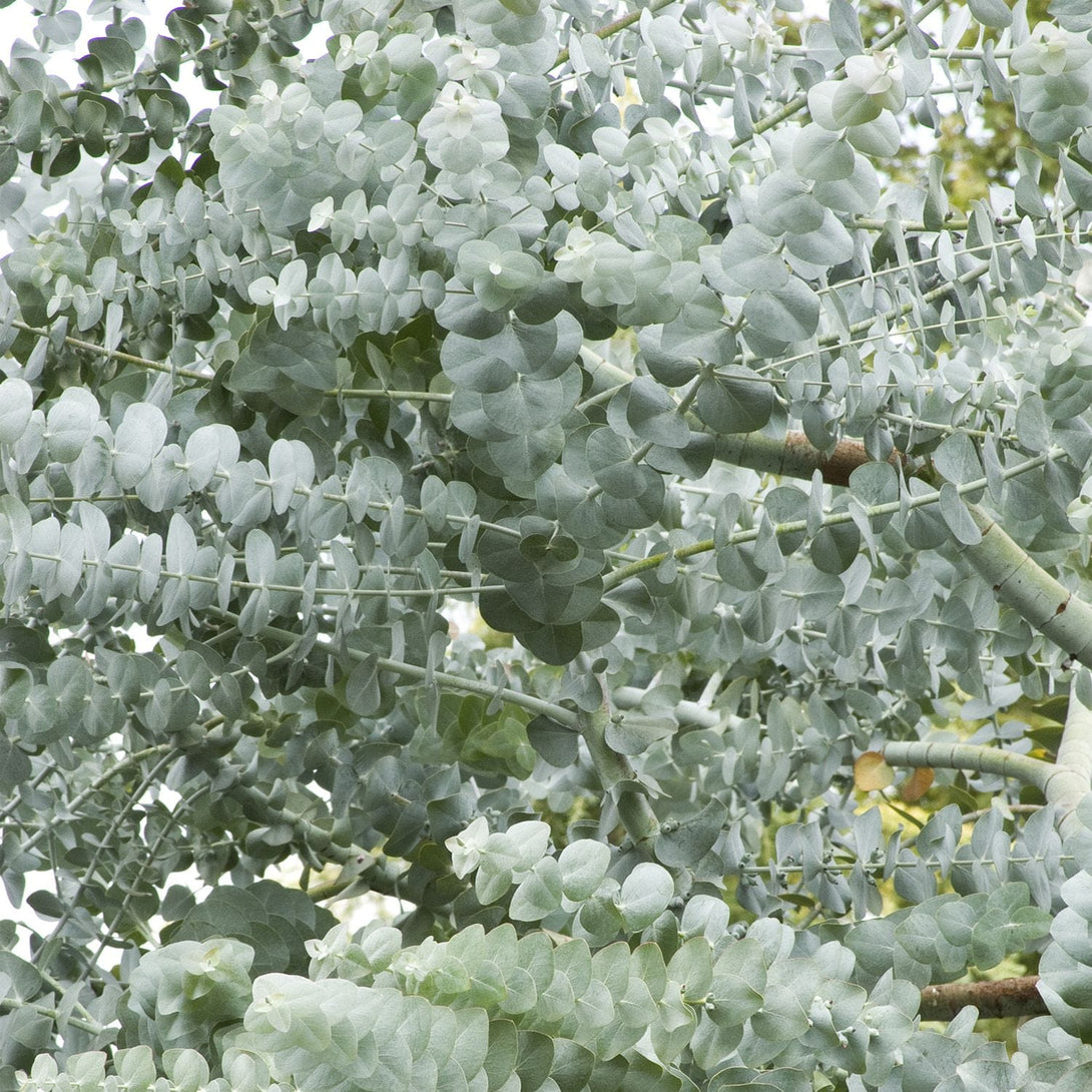 Eucalipt - Eucalyptus cinerea (Silver Dollar)