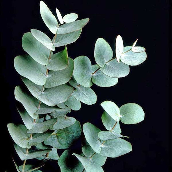 Eucalipt - Eucalyptus cinerea (Silver Dollar)