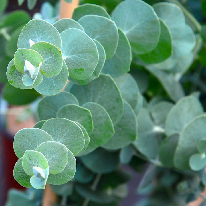 Eucalyptus pulverulenta 'Baby Blue'