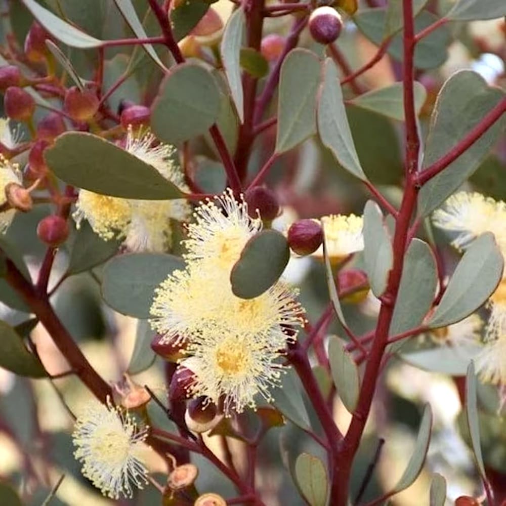 Eucalyptus websteriana (Heart Leaf)