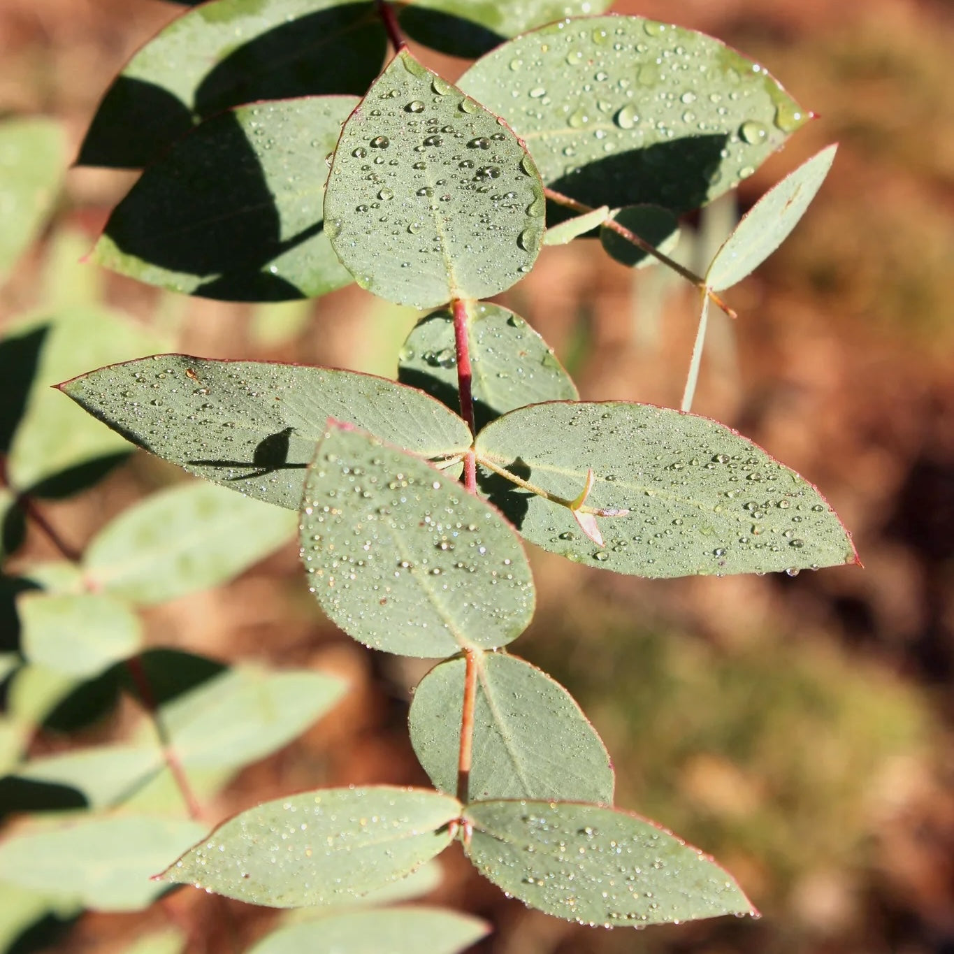 Rubida Eucalipt - Eucalyptus rubida (Cab Sav) – Secret Garden Plant Shop