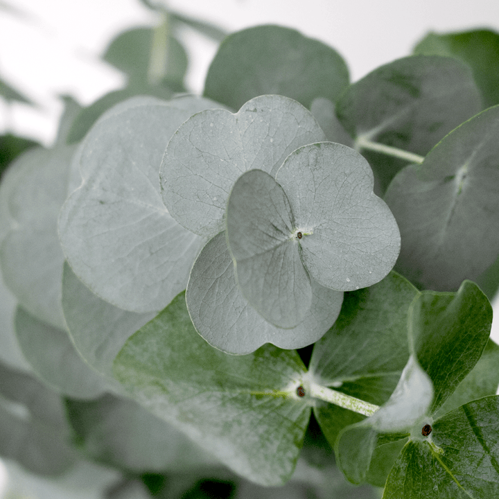 Eucalipt - Eucalyptus cinerea (Silver Dollar)