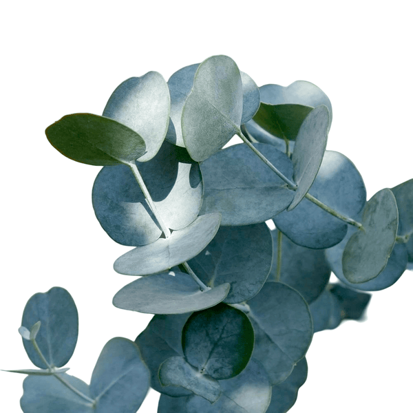 Eucalipt - Eucalyptus gunnii