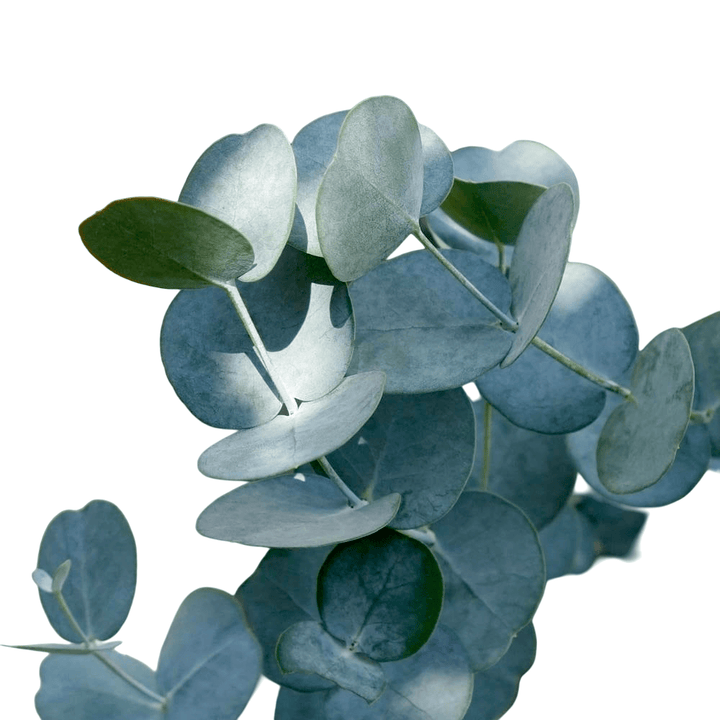 Eucalipt - Eucalyptus gunnii