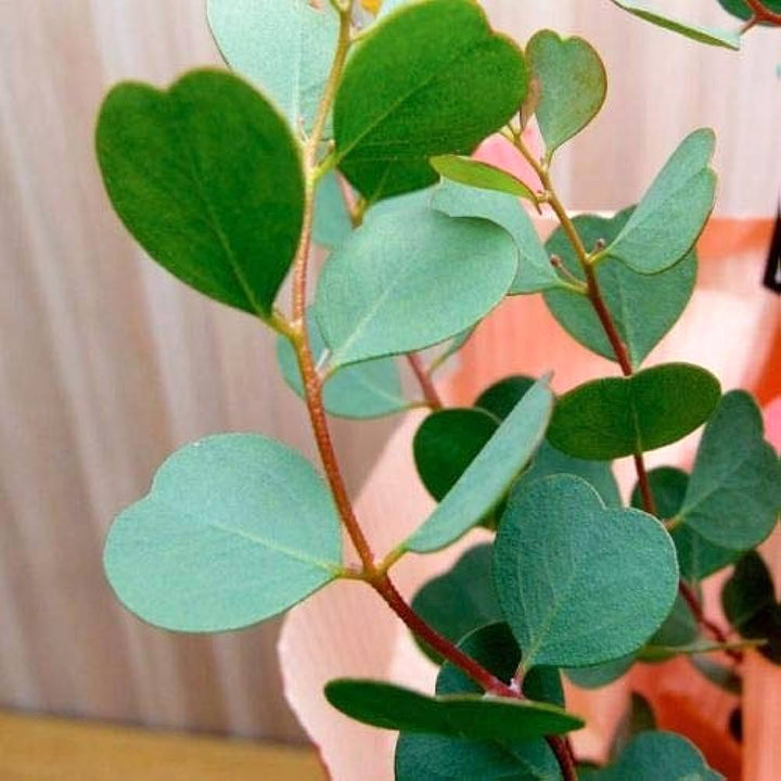 Eucalyptus websteriana (Heart Leaf)