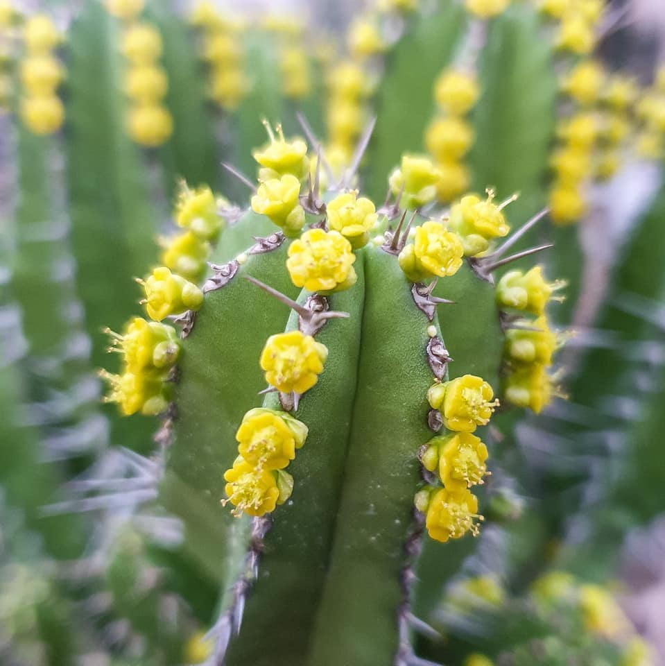 Euphorbia fruticosa