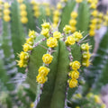 Euphorbia fruticosa