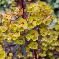 Euphorbia ‘Miner’s Merlot’ - bordó levelű, kompakt évelő kutyatej