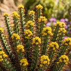 Euphorbia aeruginosa – rare succulent with blue-green stems and decorative spines