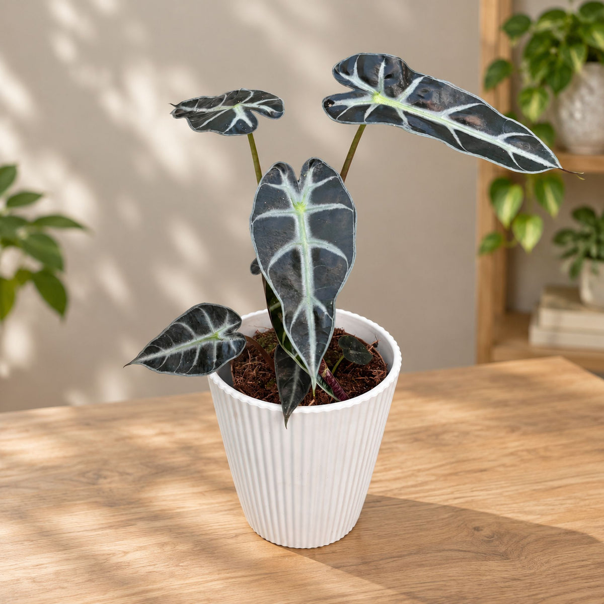 Alocasia x amazonica 'Bambino' - Compact Alocasia with narrow leaves and silvery veins