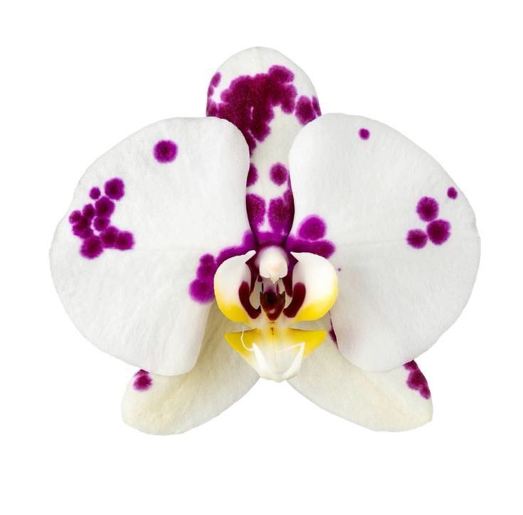 Phalaenopsis Kellion (fleurs XL)