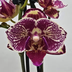 Phalaenopsis OX Madonna (peloric) NL