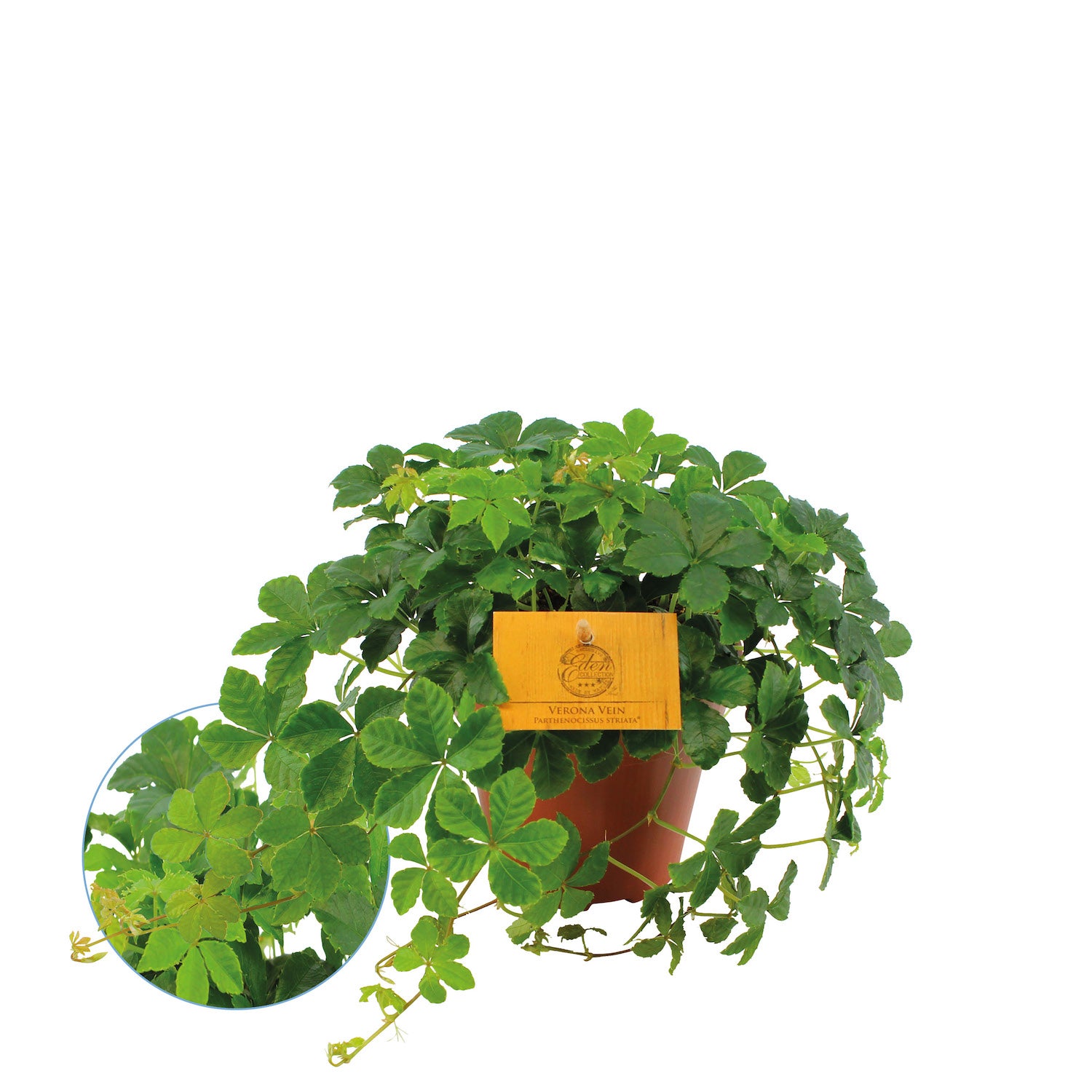 Parthenocissus inserta (cataratoare)