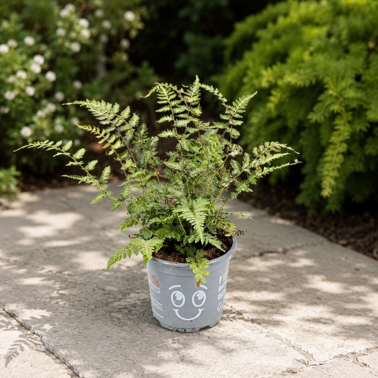 Athyrium niponicum ‘Metallicum’ – japońska paproć ogrodowa