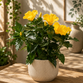 Hibiscus Fiori Grande „Roma“ – große Exemplare