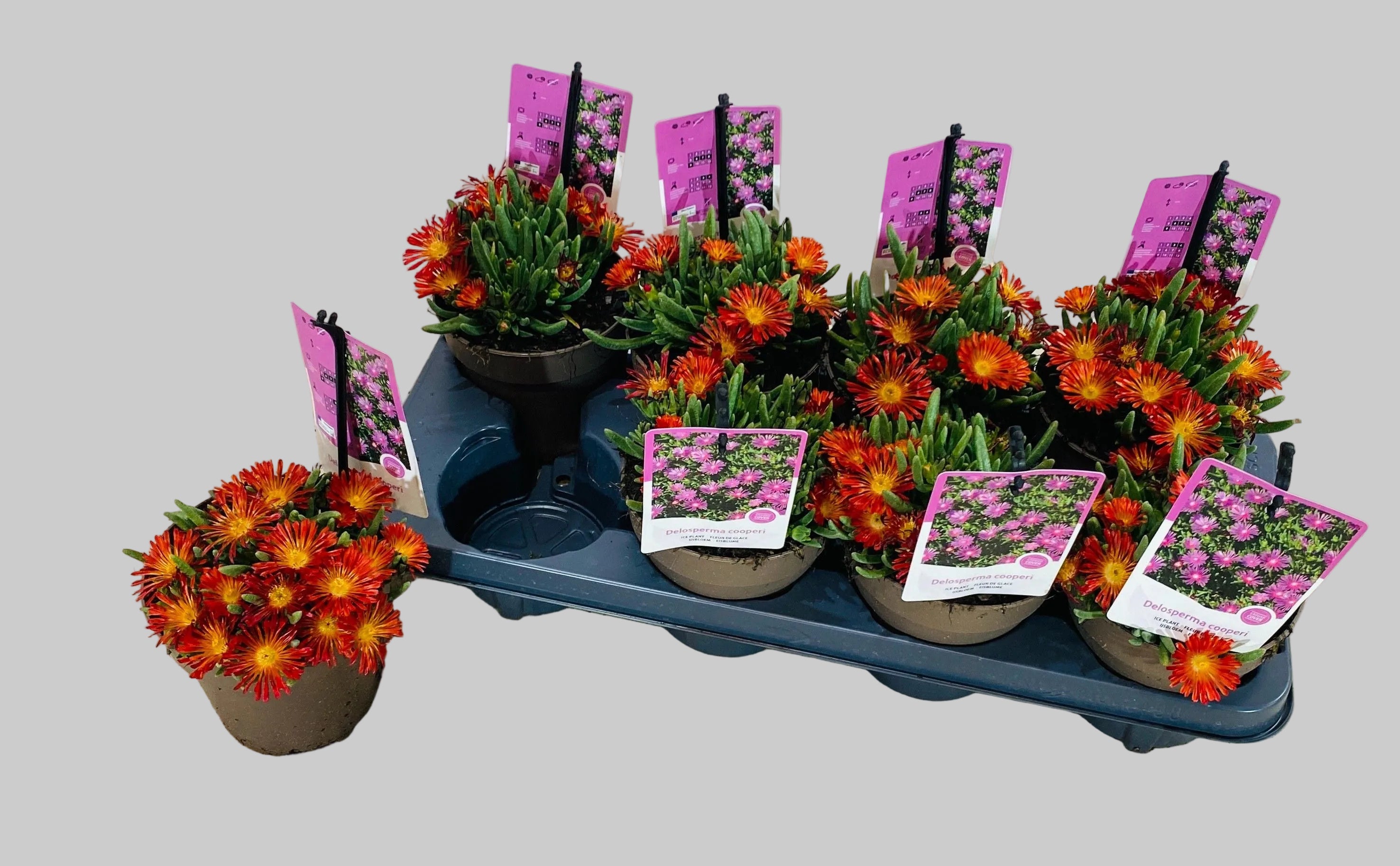 Delosperma cooperi 'Jewel of Desert Garnet' – die spektakuläre Eisblume