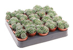 Mammillaria nejapensis – cactus de colectie, compact