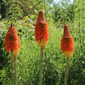 Kniphofia 'Alcazar' (floarea faclie)